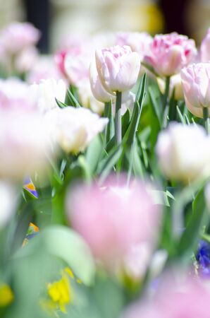 Tulipの写真素材