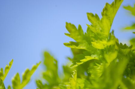 Fresh green, eco, environment, plant, green, plant, healing, nature, plants, horticulture, gardeningの写真素材