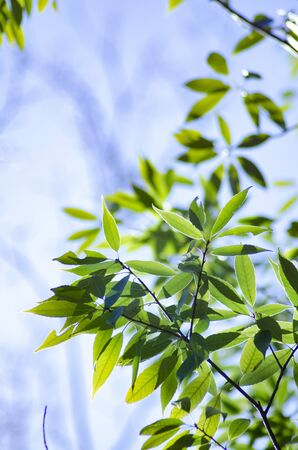 Fresh green, eco, environment, plant, green, plant, healing, nature, plants, horticulture, gardeningの写真素材