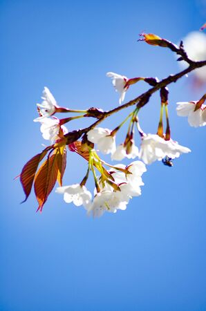 Cherry Blossomの写真素材