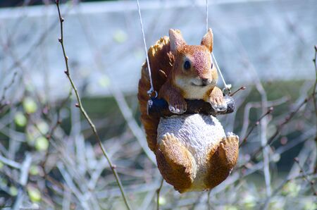squirrelの写真素材