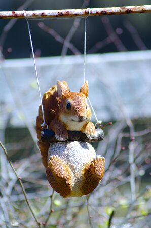 squirrelの写真素材