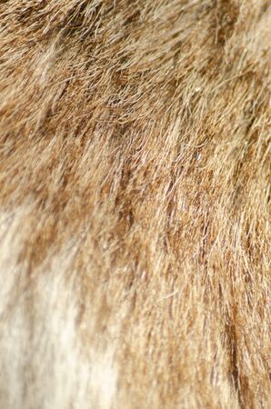furの写真素材