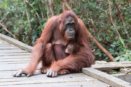 monkeyの写真素材