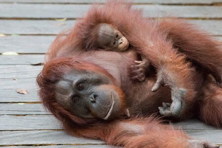 monkeyの写真素材