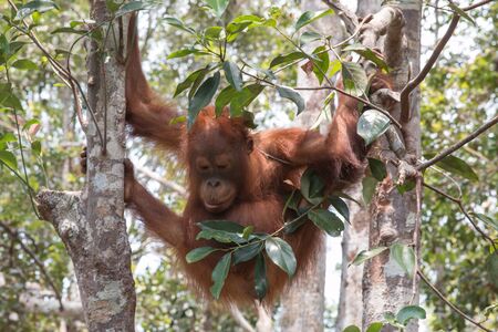 Orang Utanの写真素材