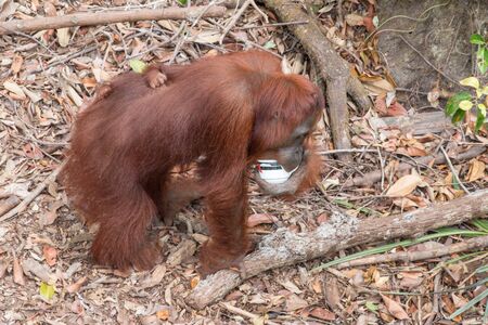 Orang Utanの写真素材