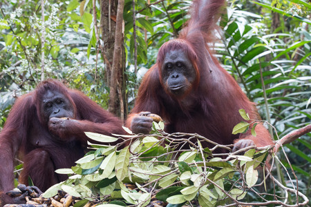 Indonesia orangutansの写真素材