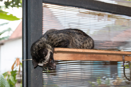 Civet Coffeeの写真素材