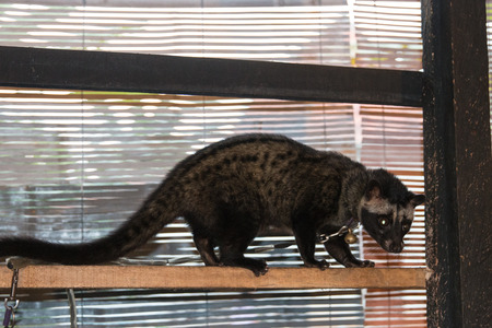 Civet Indonesiaの写真素材