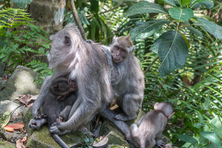 Sacred Monkey Forest Sanctuary Bali
