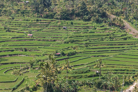 Tegallalang Rice Terraces in Baliの写真素材