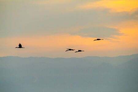 Birds Lake Tanganyika in Burundiの写真素材