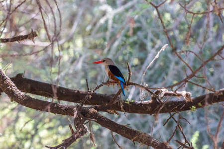 Lake Manyara Kingfisherの写真素材