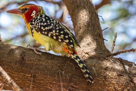 Lake Manyara Red-and-yellow Barbetの写真素材