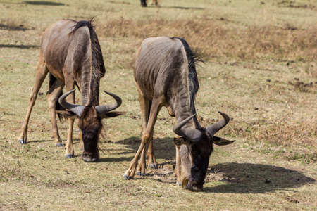 Ngorongoro Crater Safariの写真素材