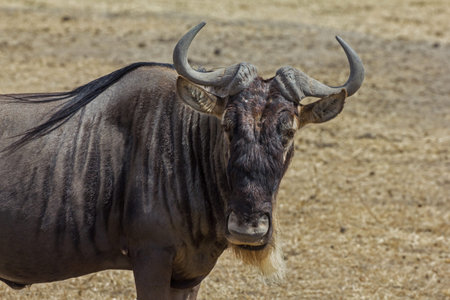 Ngorongoro Crater Safariの写真素材