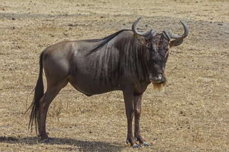 Ngorongoro Crater Safariの写真素材