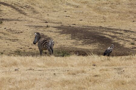 Ngorongoro crater vultureの写真素材