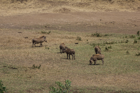 Ngorongoro crater warthogの写真素材