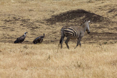 Ngorongoro crater vultureの写真素材