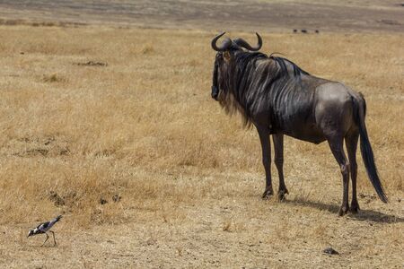 Ngorongoro crater gnuの写真素材