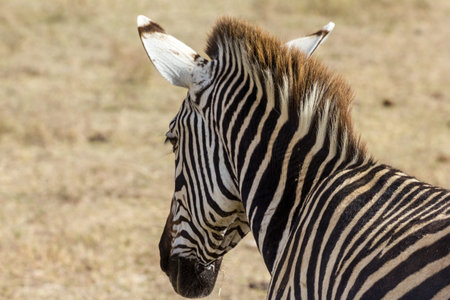 Ngorongoro Crater Zebra