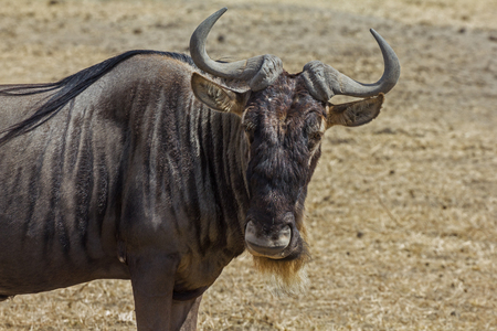 Ngorongoro Crater - Gnuの写真素材