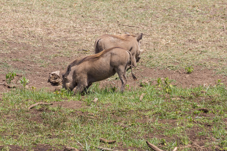 Ngorongoro Crater Warthogsの写真素材