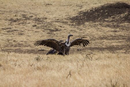 Ngorongoro Crater Vultureの写真素材