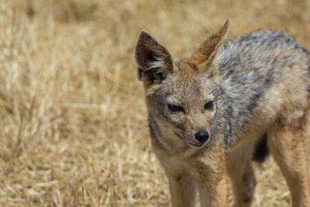 Ngorongoro Crater black-backed Jackalの写真素材