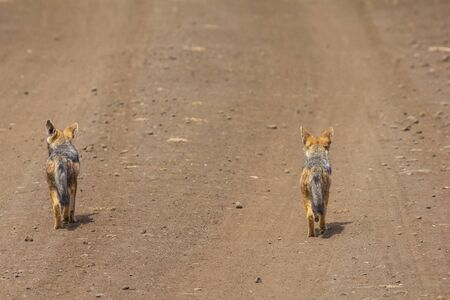 Ngorongoro Crater Black-backed Jackalsの写真素材