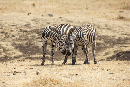 Ngorongoro Crater Zebrasの写真素材