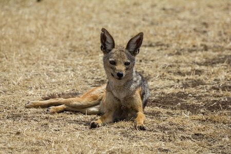 Ngorongoro Crater black-backed Jackalの写真素材