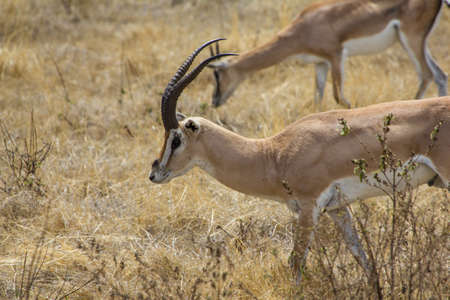 Ngorongoro Crater Gazelleの写真素材