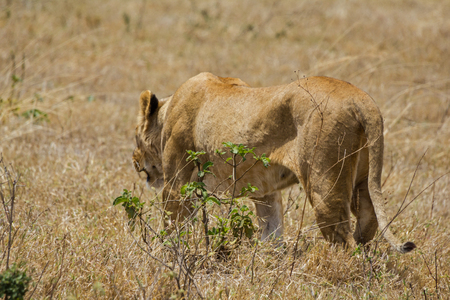 Ngorongoro Crater Lionの写真素材