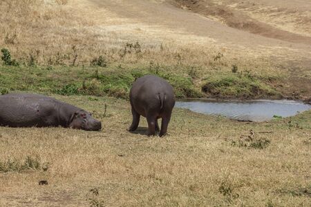 Ngorongoro Crater Hipposの写真素材