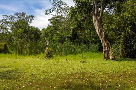 Zanzibar Iceland Forestの写真素材