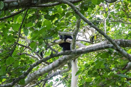 Black-and-white colobus Zanzibarの写真素材