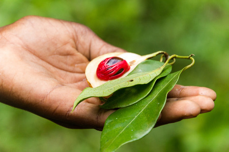 spice nutmeg Zanzibarの写真素材