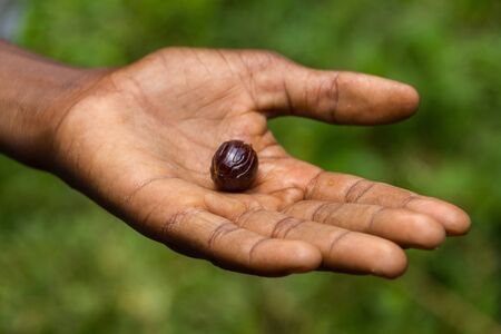 spice nutmeg Zanzibarの写真素材