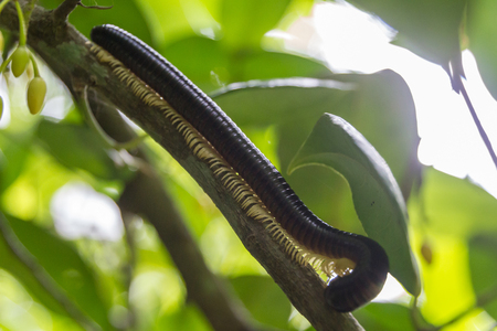 centipede crawling on treeの写真素材