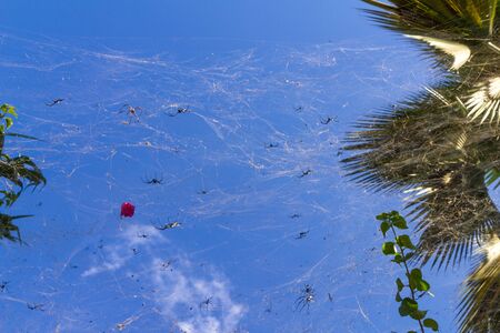 Zanzibar Stone Town Tanzania Iceland Spiderの写真素材