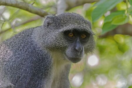 red colobus - Zanzibarの写真素材