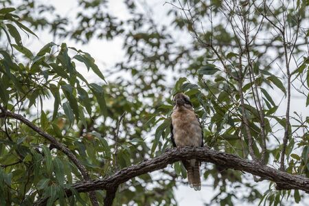 laughing kookaburra - australiaの写真素材