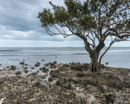 the rocky foreshore of the main beach - australiaの写真素材