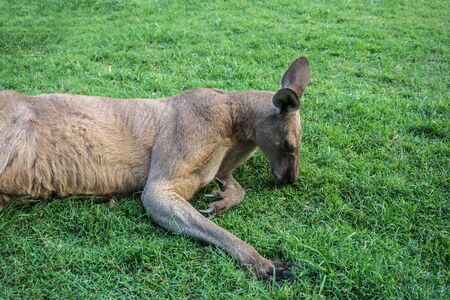 Close up of a gray kangaroo eating grass, Australiaの写真素材