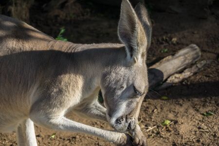Eastern gray kangaroo (Macropus giganteus), Australiaの写真素材