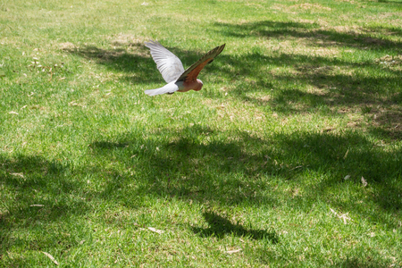Australian cockatoo birdの写真素材