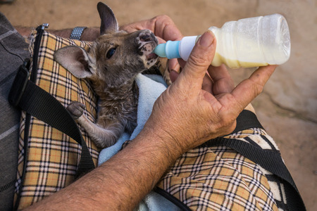 Caregiver bottle feeding young kangaroo, Coober pedy, Australiaの写真素材